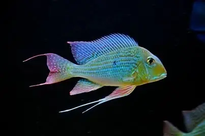 Cá Hải Hồ Ăn Gì