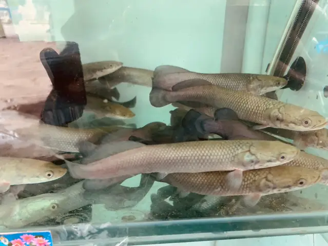 Cá Hải Tượng Đuôi Đỏ