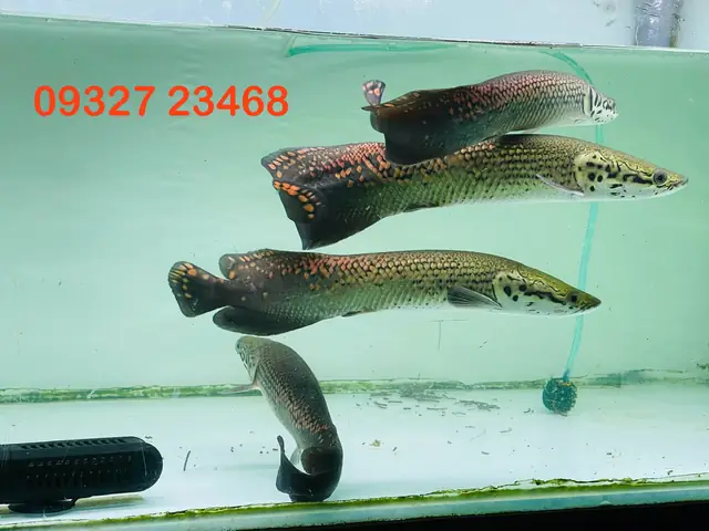 Cá Hải Tượng Nhỏ