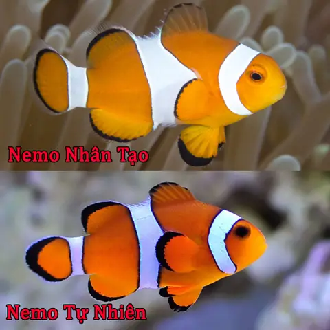 Cá Hề Nuôi Nước Ngọt