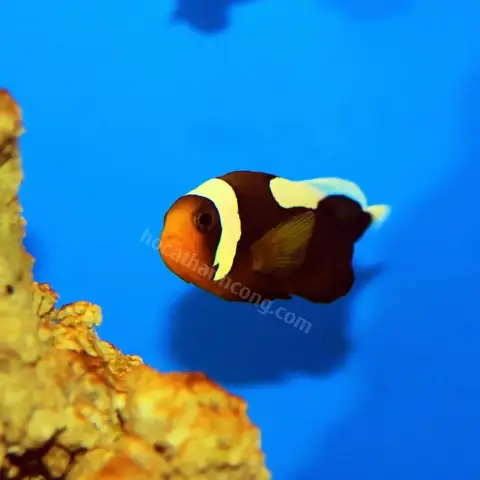 Cá Hề Sinh Sản