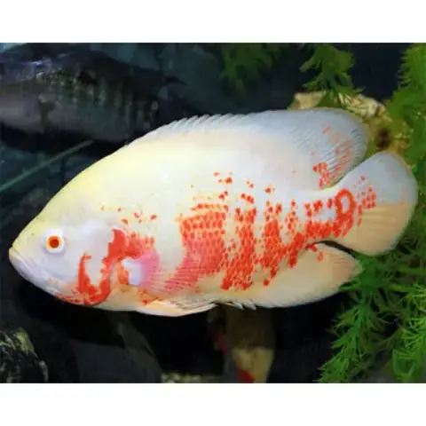 Cá Heo Lửa Gia Bao Nhieu