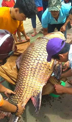 Cá Hô An Giang