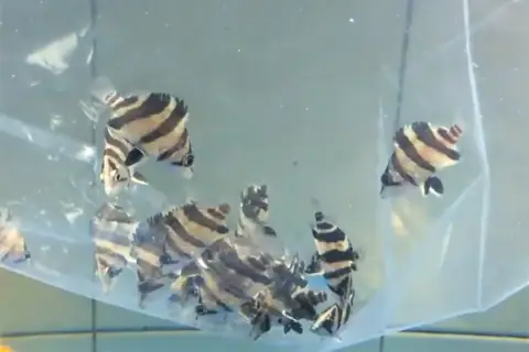 Cá Hổ Indo Max Size