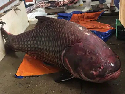 Cá Hô Lớn Nhất Thế Giới