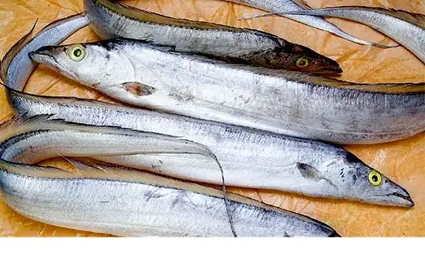 Cá Hố Mắt Vàng