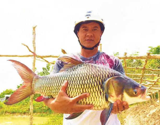 Cá Hô Miền Tây