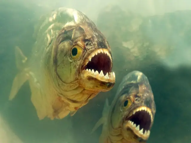 Cá Hổ Piranha Sống Ở Đâu