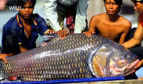 Cá Hô Sông Mekong