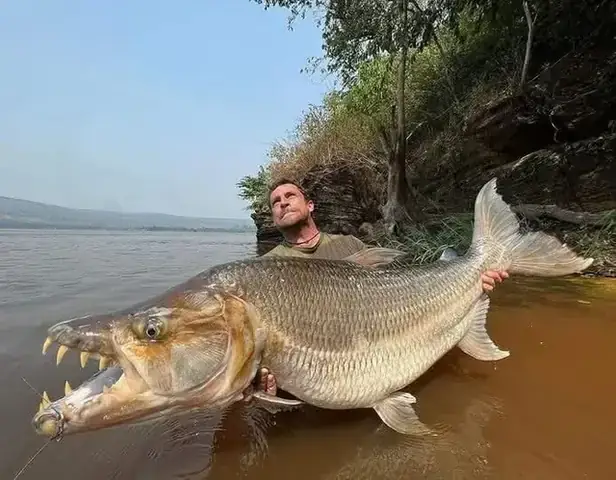 Cá Hổ Sống Ở Đâu