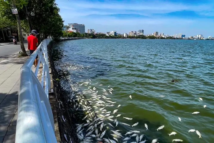 Cá Hồ Tây Chết