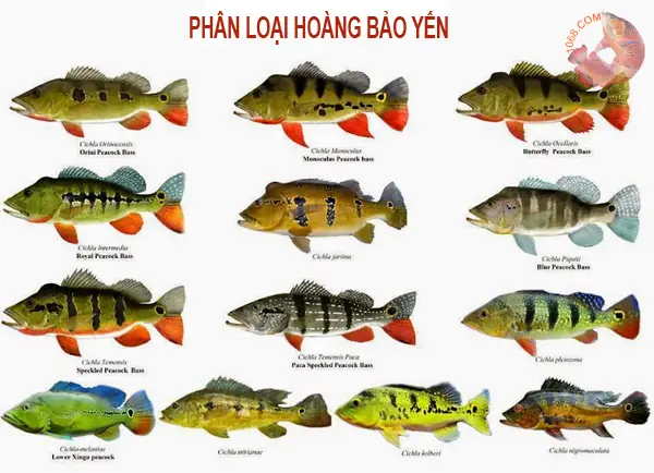 Cá Hoàng Bảo Yến Có Mấy Loại