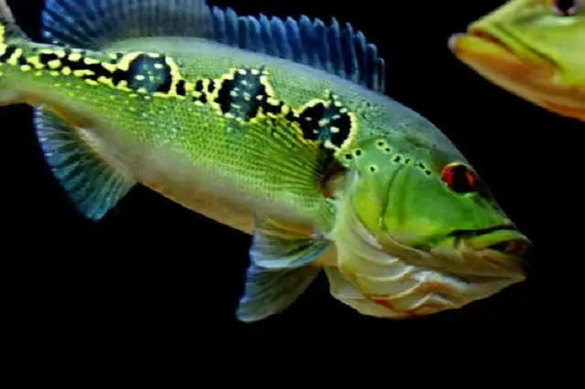 Cá Hoàng Bảo Yến Orino