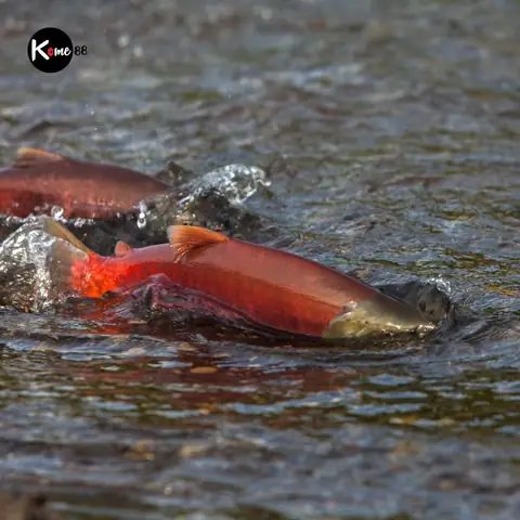 Cá Hồi Hoang Dã