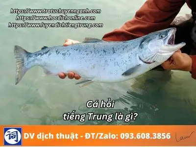 Cá Hồi Tiếng Trung