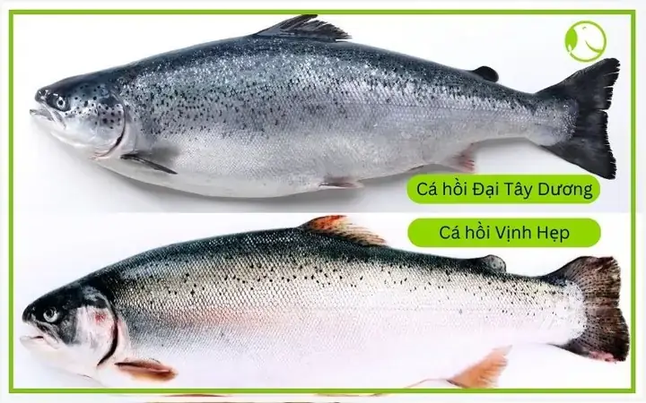 Cá Hồi Trout Chile
