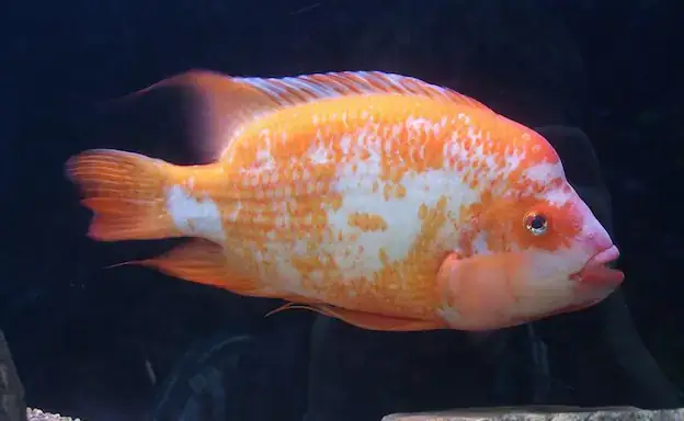 Cá Hồng Két Bị Bạc Màu