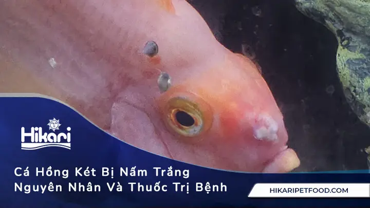 Cá Hồng Két Bị Bệnh