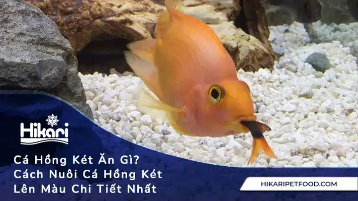 Cá Hồng Két Bị Nhạt Màu