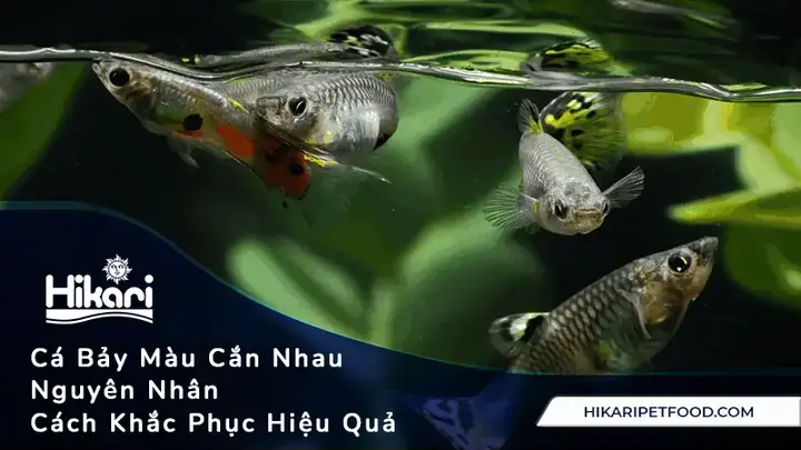 Cá Hồng Két Cắn Nhau