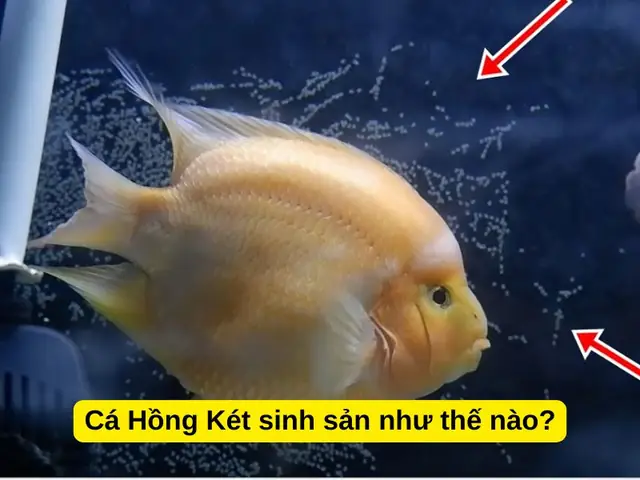 Cá Hồng Két Con