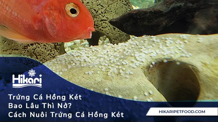 Cá Hồng Két Đẻ Trứng Bao Lâu Thì Nở