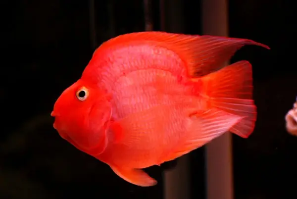 Cá Hồng Két Đẹp