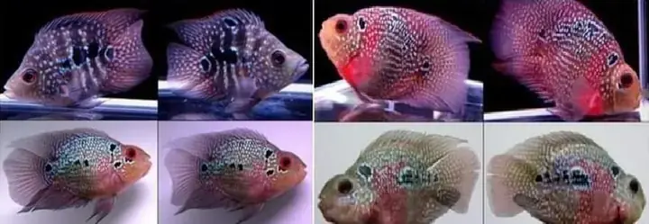 Cá Hồng Két Kỳ Lân