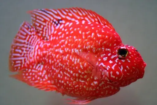 Cá Hồng Két Lai La Hán