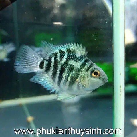 Cá Hồng Két Mini