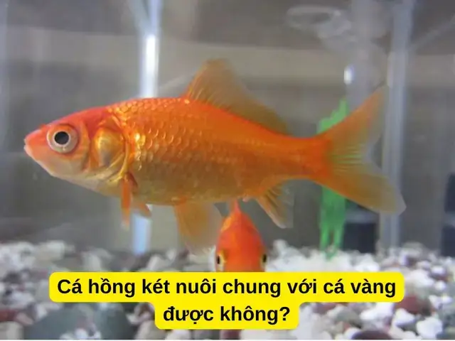 Cá Hồng Két Nên Nuôi Mấy Con