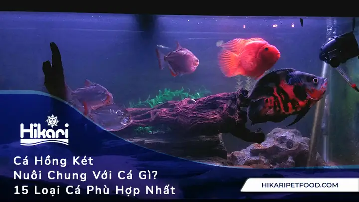 Cá Hồng Két Nuôi Chung Với Cá Gì