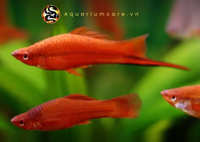 Cá Hồng Kim Giá Bao Nhiêu