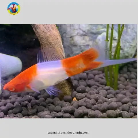 Cá Hồng Kim Koi