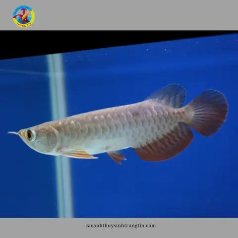 Cá Hồng Long Giá Rẻ