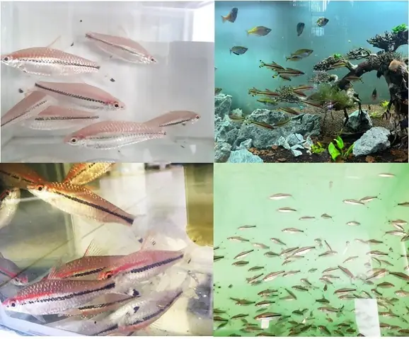 Cá Hồng Mi Ấn Độ Sinh Sản