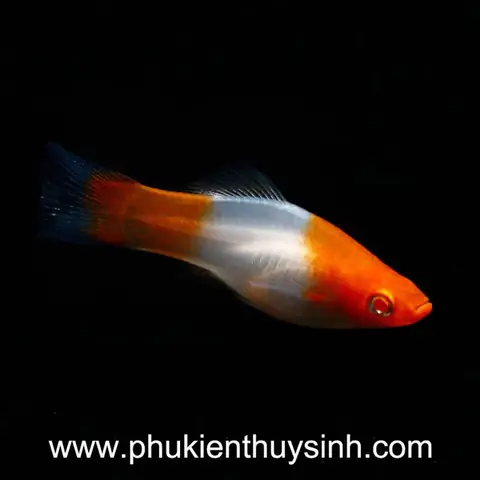 Cá Hồng Mi Koi