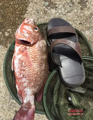Cá Hồng Nước Lợ