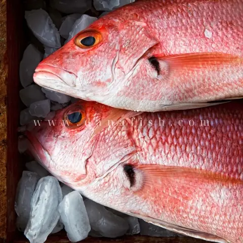 Cá Hồng Nước Ngọt