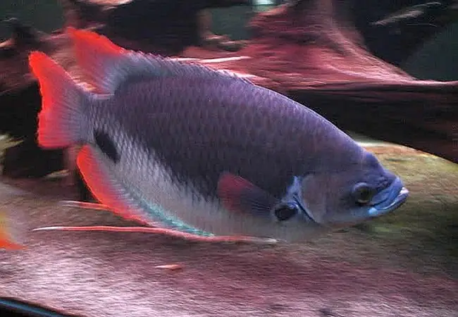 Cá Hồng Phát Tài