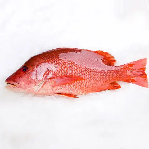 Cá Hồng Tiếng Anh