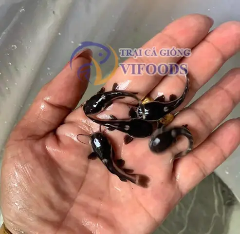 Cá Hồng Vĩ Giống