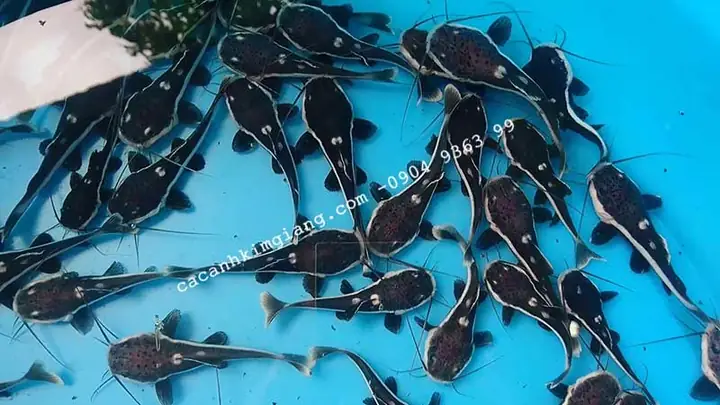 Cá Hồng Vĩ Mỏ Vịt Màu Xanh