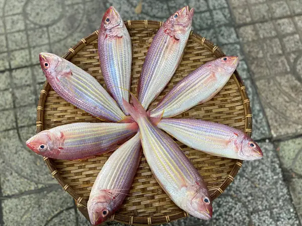 Cá Hường Sống Ở Đâu
