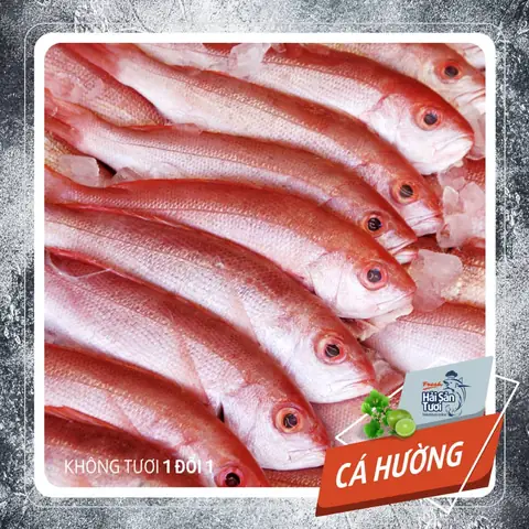 Cá Hường Tiếng Anh Cá Hường Tiếng Anh