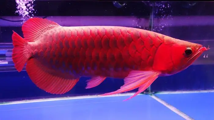 Cá Huyết Rồng Đắt Nhất Thế Giới