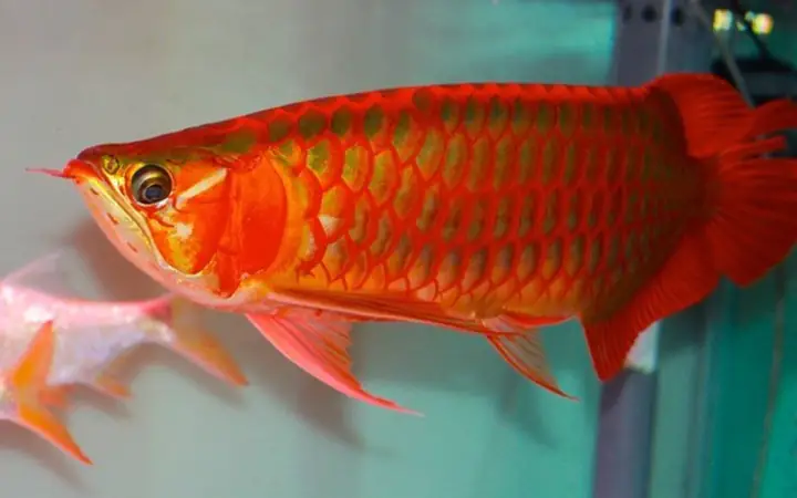 Cá Huyết Rồng Đẹp Nhất