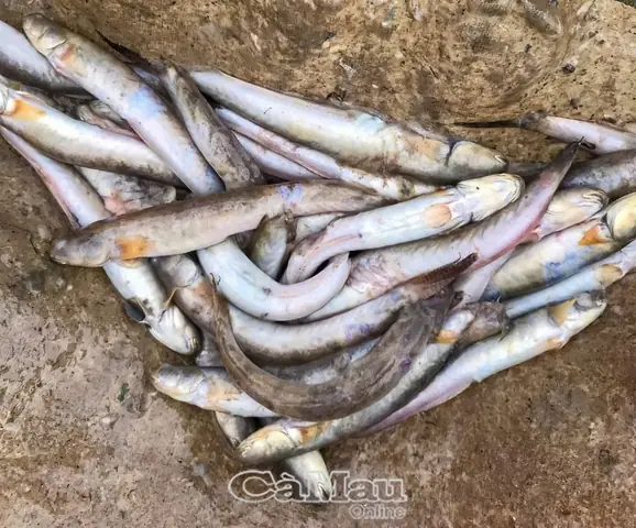 Cá Kèo Bị Ghẻ
