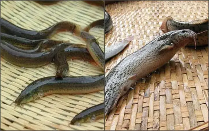 Cá Kèo Và Cá Chạch