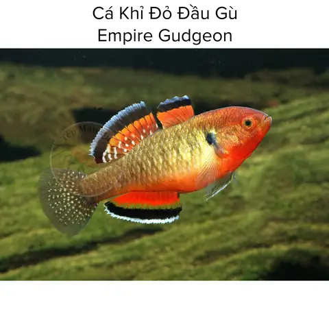 Cá Khỉ Đỏ Đầu Gù